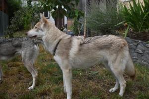 Camillo 